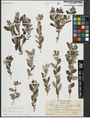 Foto von Salix repens subsp. repens L.